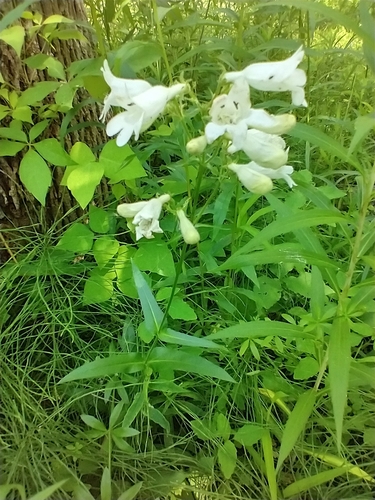 Foxglove Beardtongue detail