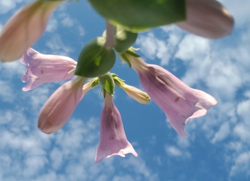 Large-Flowered Beardtongue detail
