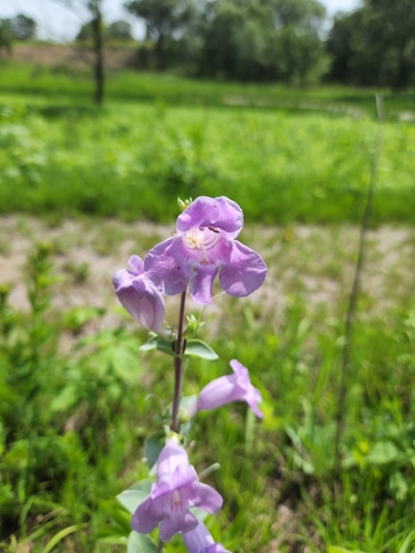 Large-Flowered Beardtongue detail