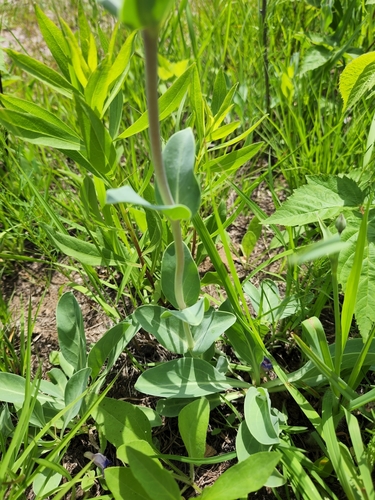 Large-Flowered Beardtongue detail