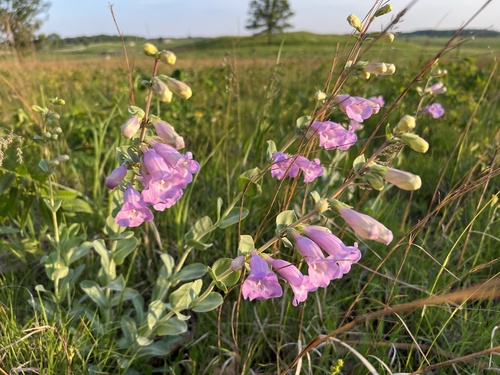 Large-Flowered Beardtongue detail