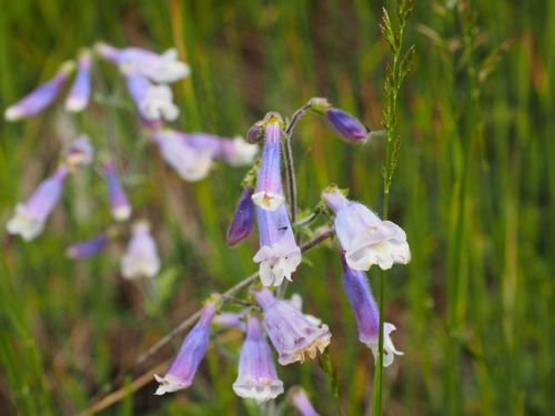Hairy Beardtongue detail