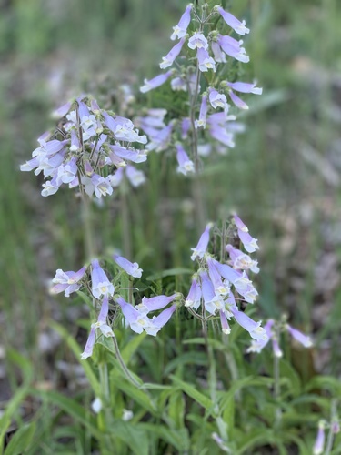 Hairy Beardtongue detail