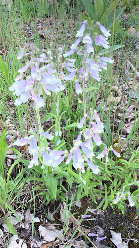 Hairy Beardtongue detail