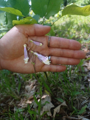 Hairy Beardtongue detail