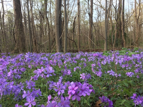 Wild Blue Phlox detail
