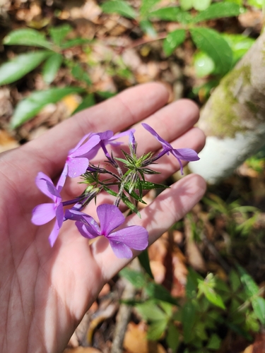 Wild Blue Phlox detail