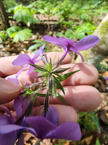 Wild Blue Phlox detail