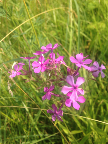 Prairie Phlox detail