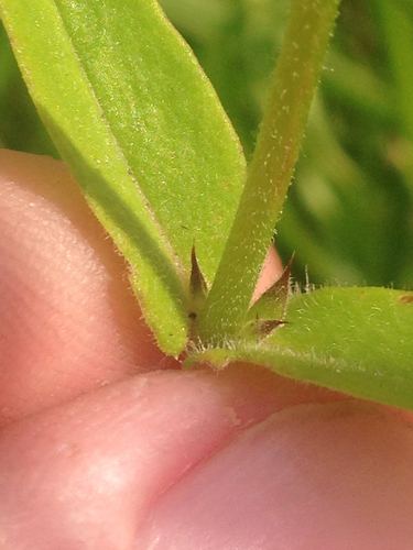 Prairie Phlox detail