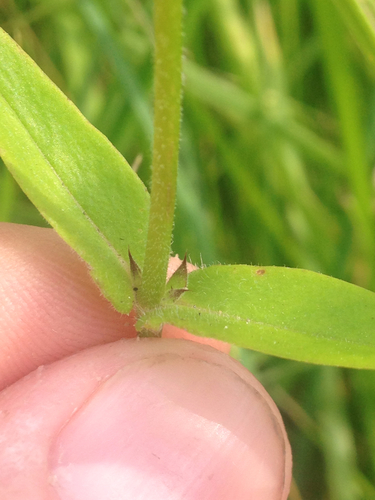 Prairie Phlox detail