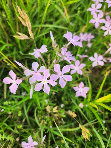 Prairie Phlox detail