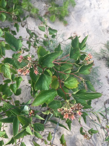 Ninebark detail