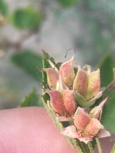 Ninebark detail