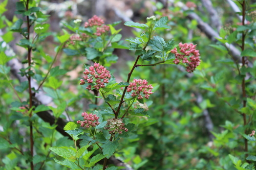 Ninebark detail