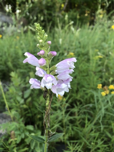 Obedient Plant detail