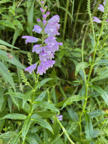 Obedient Plant detail