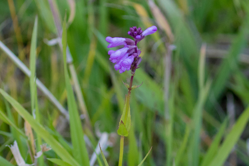 Obedient Plant detail