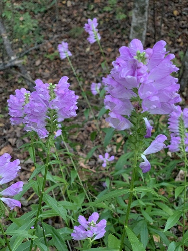 Obedient Plant detail