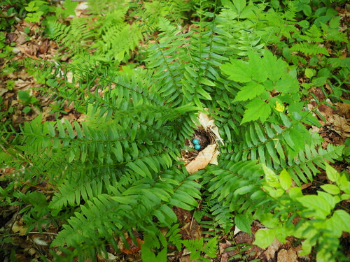 Christmas Fern detail