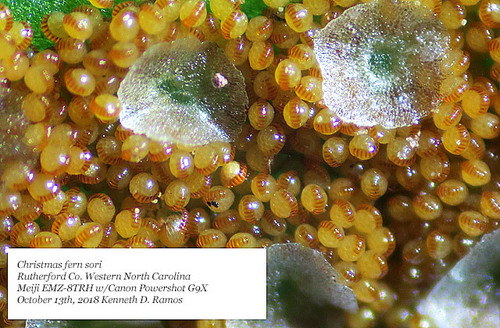 Christmas Fern detail