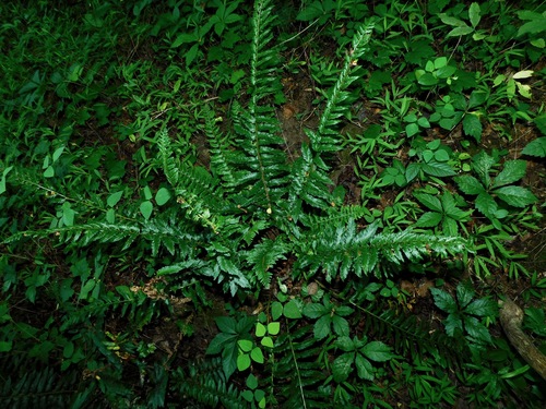 Christmas Fern detail