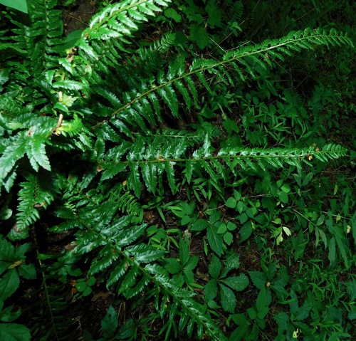 Christmas Fern detail