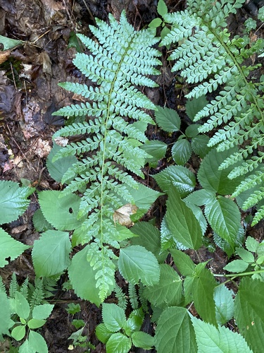Christmas Fern detail