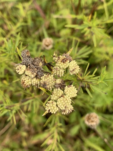 Slender Mountain Mint detail