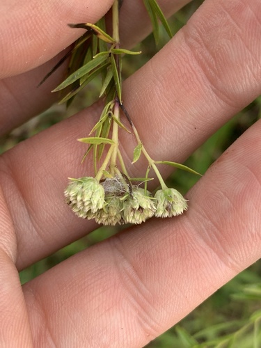 Slender Mountain Mint detail