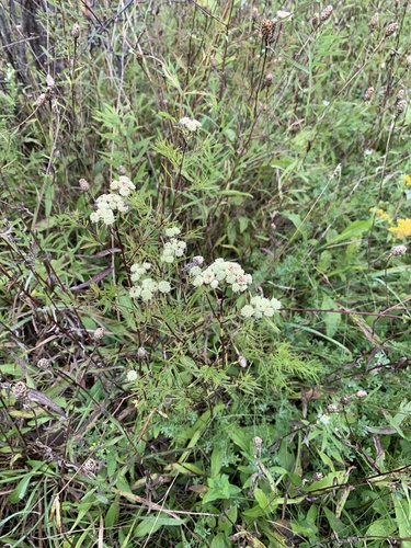 Slender Mountain Mint detail