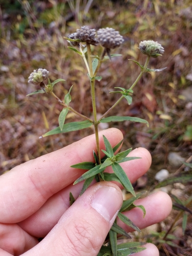 Mountain Mint detail