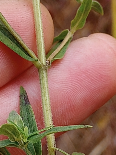 Mountain Mint detail