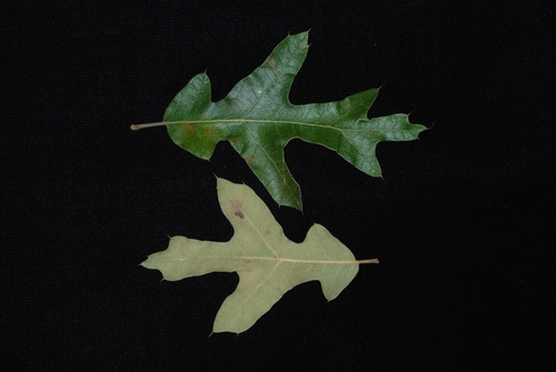 Bear Oak detail