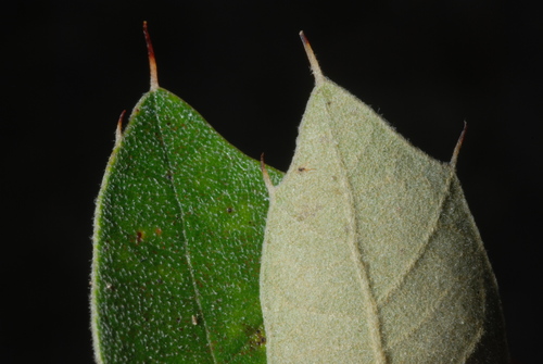 Bear Oak detail