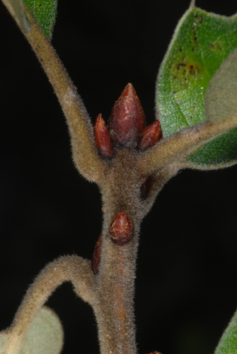 Bear Oak detail