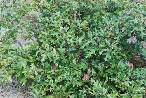 Bear Oak detail