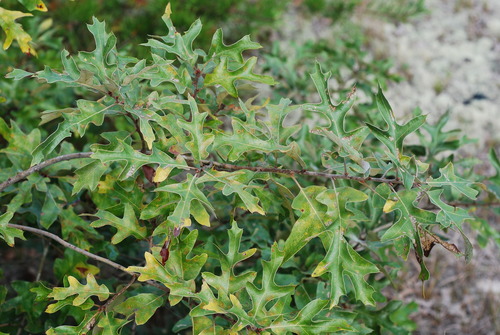 Bear Oak detail