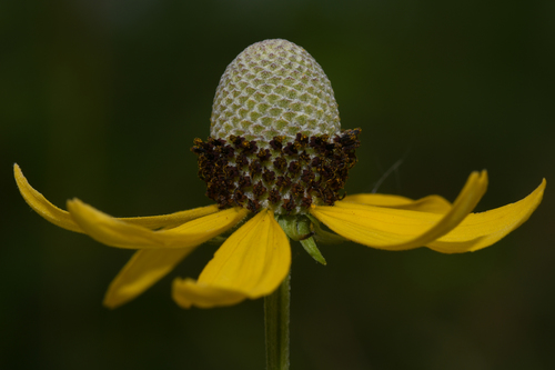 Yellow Coneflower detail