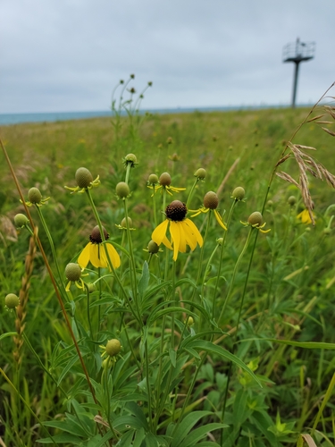 Yellow Coneflower detail