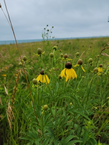 Yellow Coneflower detail
