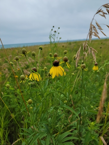 Yellow Coneflower detail