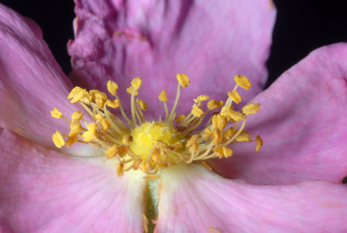 Pasture Rose detail