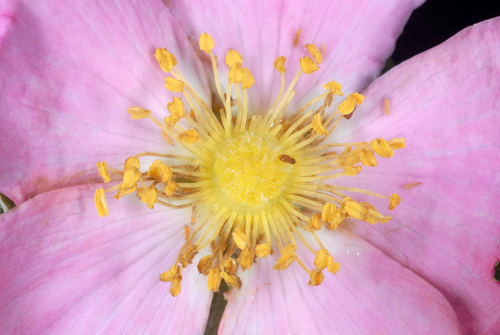 Pasture Rose detail