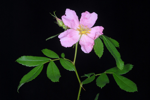 Pasture Rose detail