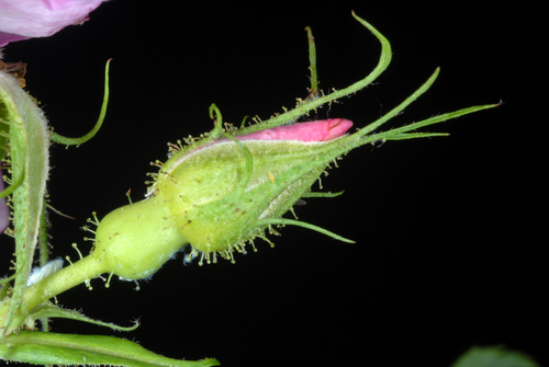 Pasture Rose detail
