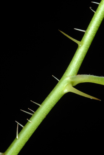 Pasture Rose detail
