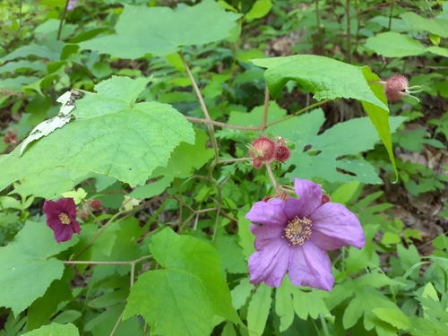 Large-Leafed Raspberry detail