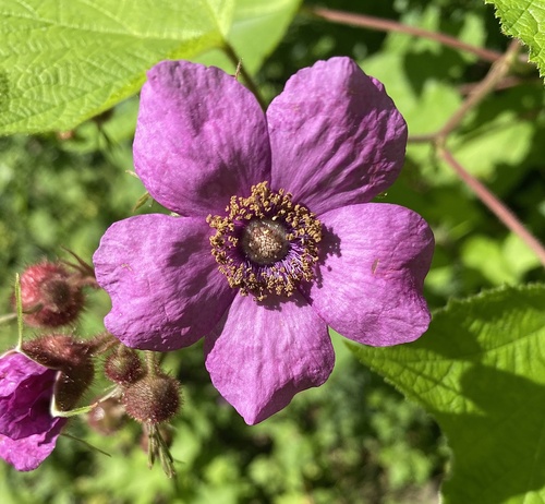 Large-Leafed Raspberry detail
