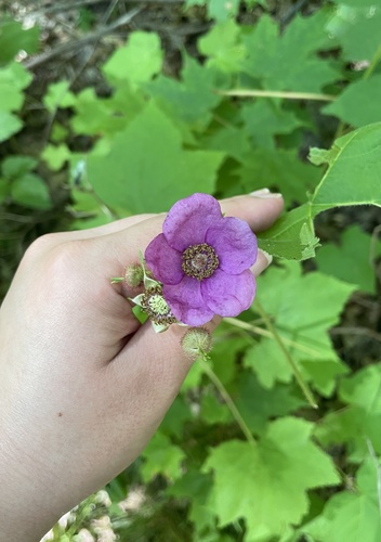 Large-Leafed Raspberry detail